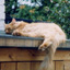 cat2small.jpg (3501 bytes)