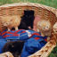 kittens1small.jpg (2726 bytes)