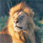 lionsmall.jpg (3146 bytes)
